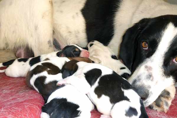 What causes a mother dog to eat her puppies?