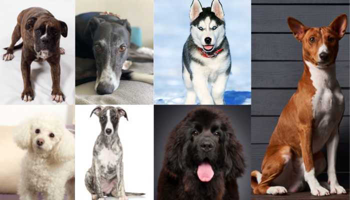 Which dog breeds least likely to eat their poop?